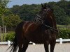 dressage horse Daim 12 (Hanoverian, 2008, from Diamond Hit)