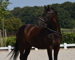 dressage horse Daim 12 (Hanoverian, 2008, from Diamond Hit)