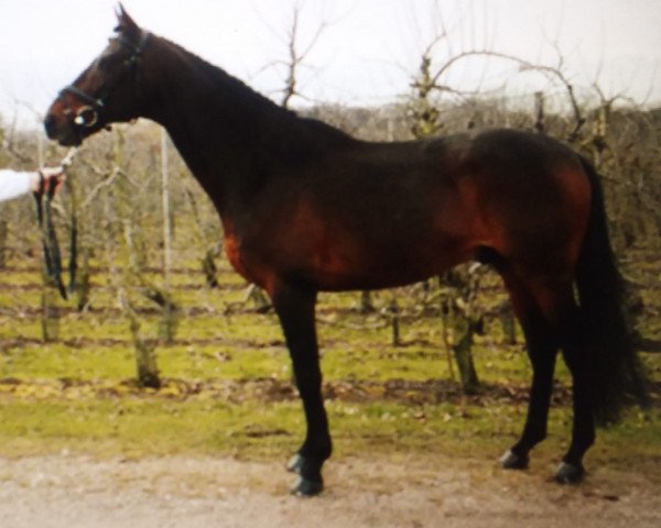 stallion Sunny Sam xx (Thoroughbred, 2005, from Black Sam Bellamy xx)