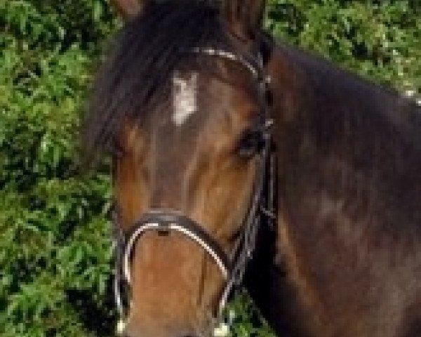 broodmare Fiorella CH (Swiss Warmblood, 1998, from Fiorello)