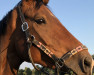 dressage horse Beniciano 3 (Hanoverian, 2013, from Callaho's Benicio)