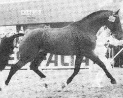 stallion Zoogedacht (KWPN (Royal Dutch Sporthorse), 1981, from Nooitgedacht)