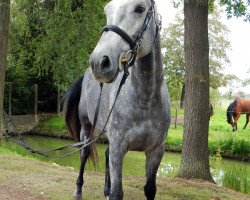 jumper Iduna v/d Falieberg (KWPN (Royal Dutch Sporthorse), 2013, from Napels)