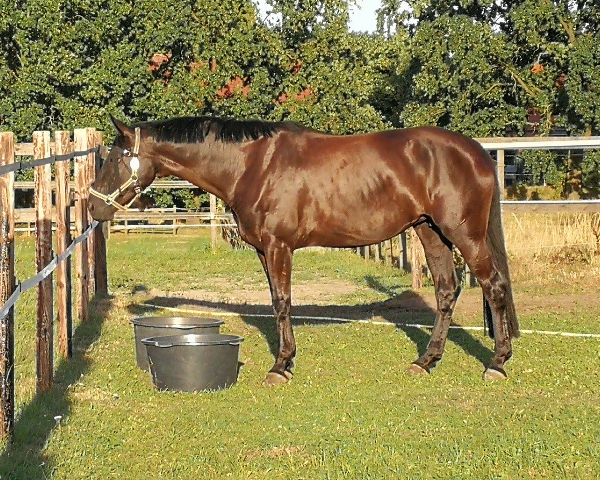 dressage horse Dark Dynamic 4 (Hanoverian, 2013, from Don Frederico)