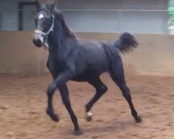 broodmare Finja (Hanoverian,  , from Finest)