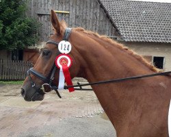 dressage horse Member (Oldenburg, 2004, from Ruiz Soler)