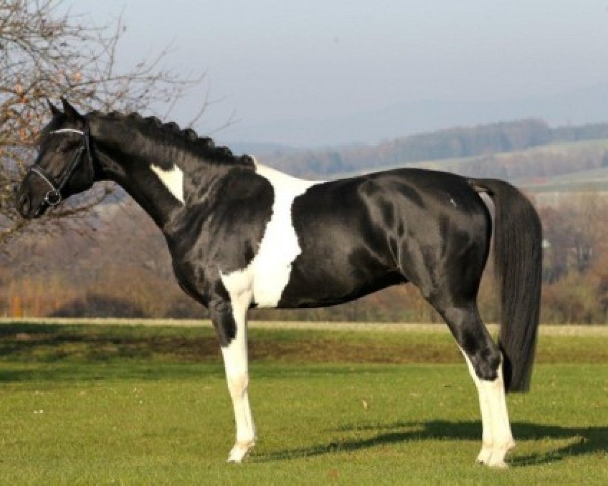 Deckhengst Dragon Fly (Deutsches Reitpferd, 2008, von Don Corazon)