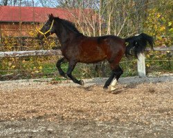 broodmare Jesika (Schlesier, 2014, from Ramzez)