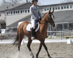 Springpferd Caline de Ra CH (Schweizerisches Reitpony, 2003, von Cervik ox)