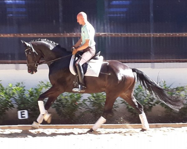 dressage horse Wallach von Soliman de Hus/Dancier (Hanoverian, 2013, from Soliman)