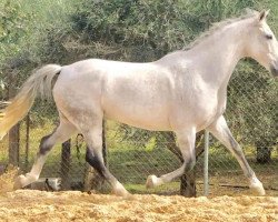 horse Oriente (Lusitano, 2009)