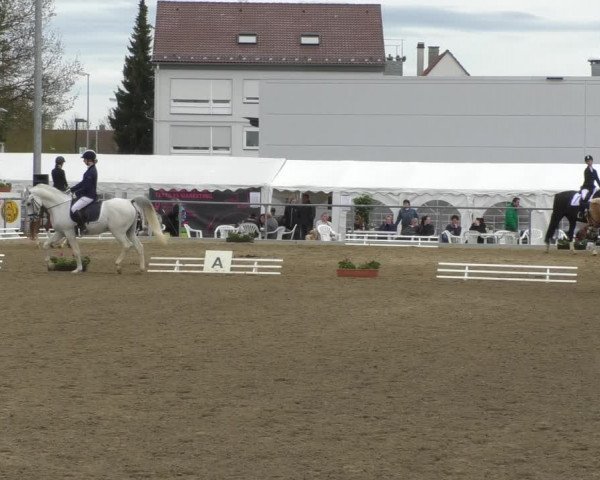 Reitturnier Rottweil 2017