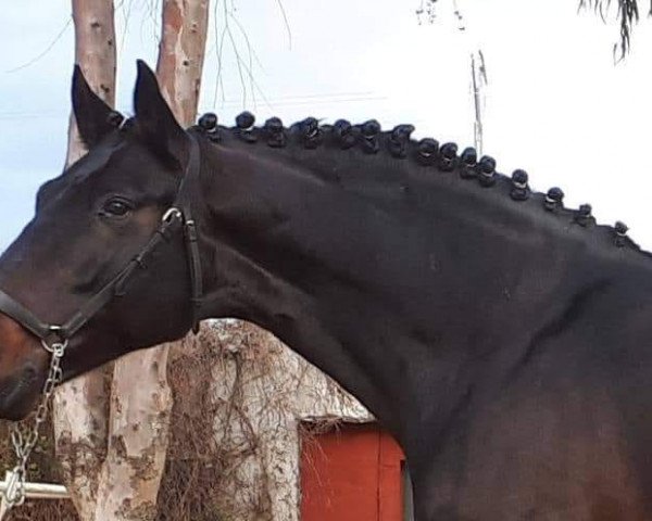 Pferd DANILO RIO (Pura Raza Espanola (PRE),  )
