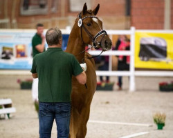 Deckhengst Assenmacher’s New Jackpot (Deutsches Reitpony, 2016, von Fs Numero Uno)