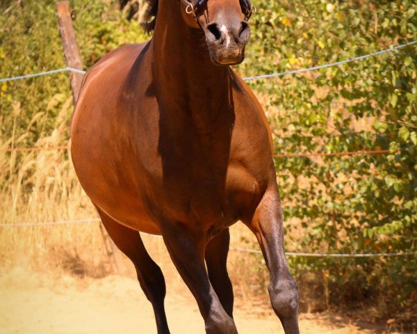 Pferd Erlander (Araber,  )