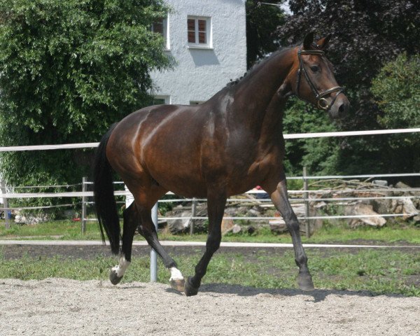 broodmare Belzig (Trakehner, 1997, from Partout)