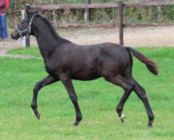 stallion Kratos (Trakehner, 2020, from Freiherr von Stein)