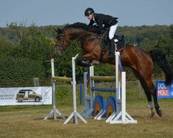 broodmare Bernadette 25 (German Sport Horse, 2009, from Burberry 9)