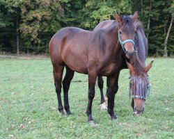 dressage horse Vronie (German Warmblood, 2017, from Vainqueur)