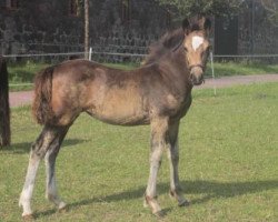 horse Tiffany EE (Welsh-Cob (Sek. D), 2017, from Foxlight Tomboy)