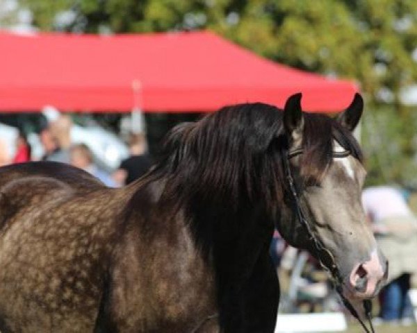 Zuchtstute Jamie Lee (Welsh-Cob (Sek. D), 2009, von H-S Hot Playboy)