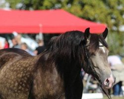 broodmare Jamie Lee (Welsh-Cob (Sek. D), 2009, from H-S Hot Playboy)