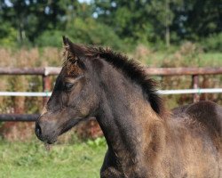 horse Melys Tobago (Welsh-Cob (Sek. D), 2015, from Foxlight Tomboy)