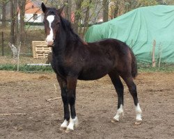 Zuchtstute OWC Julia EE (Welsh-Cob (Sek. D), 2018, von Foxlight Tomboy)