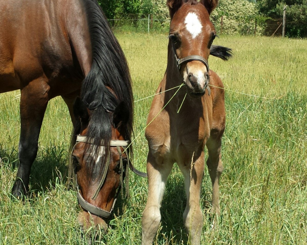 stallion OWC Chello EE (Welsh-Cob (Sek. D), 2018, from Foxlight Tomboy)