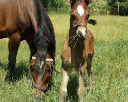 Deckhengst OWC Chello EE (Welsh-Cob (Sek. D), 2018, von Foxlight Tomboy)