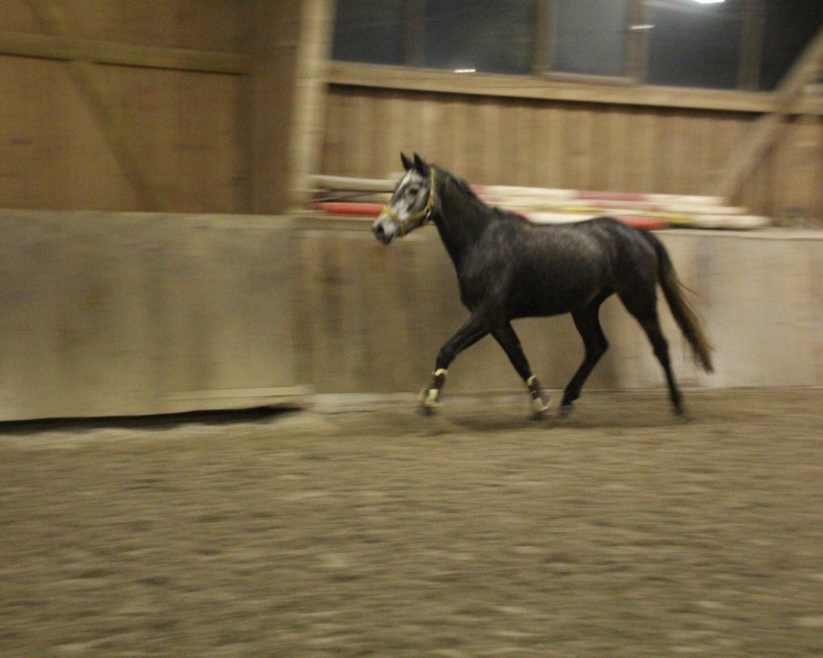 broodmare Valentina (Hanoverian, 2015, from Valentino)