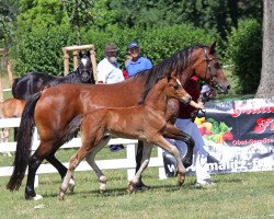 Zuchtstute Kurbaums Cher (Welsh-Cob (Sek. D), 2000, von Tynged Calon Lân)