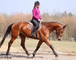 Springpferd Natali II (Slowenisches Warmblut, 2011, von Quality Touch Z)