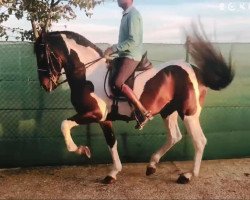 horse Lusitano Barockpinto (Pinto,  )