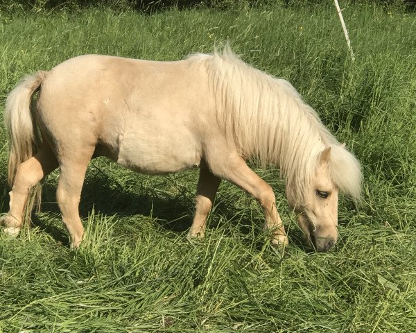 stallion Kenley vom Holunderhof (Dt.Part-bred Shetland pony, 2016, from Mölko's Karlchen)