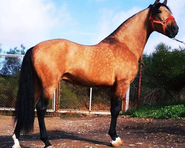 horse Letargo XIX (Pura Raza Espanola (PRE),  )