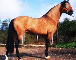 horse Letargo XIX (Pura Raza Espanola (PRE),  )