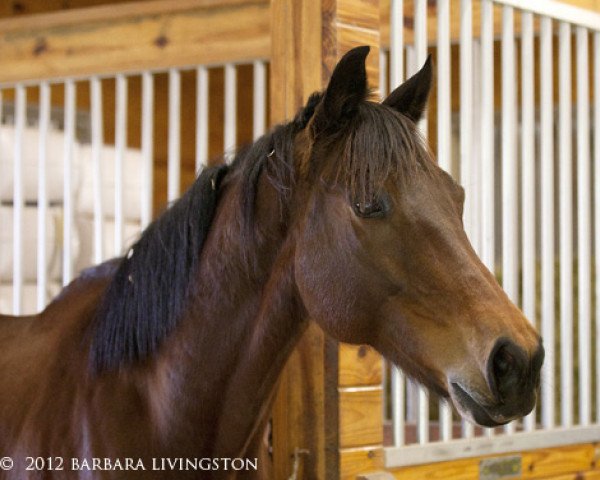 stallion Regal Bear xx (Thoroughbred, 2000, from Sir Leon xx)