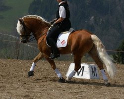 stallion Amethist van de Heksenketel (Haflinger, 1994, from liz. 101/T Amadeus)