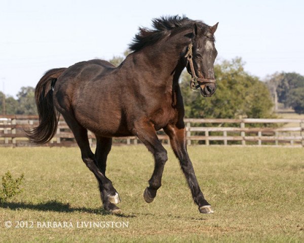 stallion Sir Leon xx (Thoroughbred, 1982, from Private Account xx)