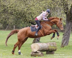 broodmare Bisura (Hanoverian, 2002, from Harmony's Baroncelli)