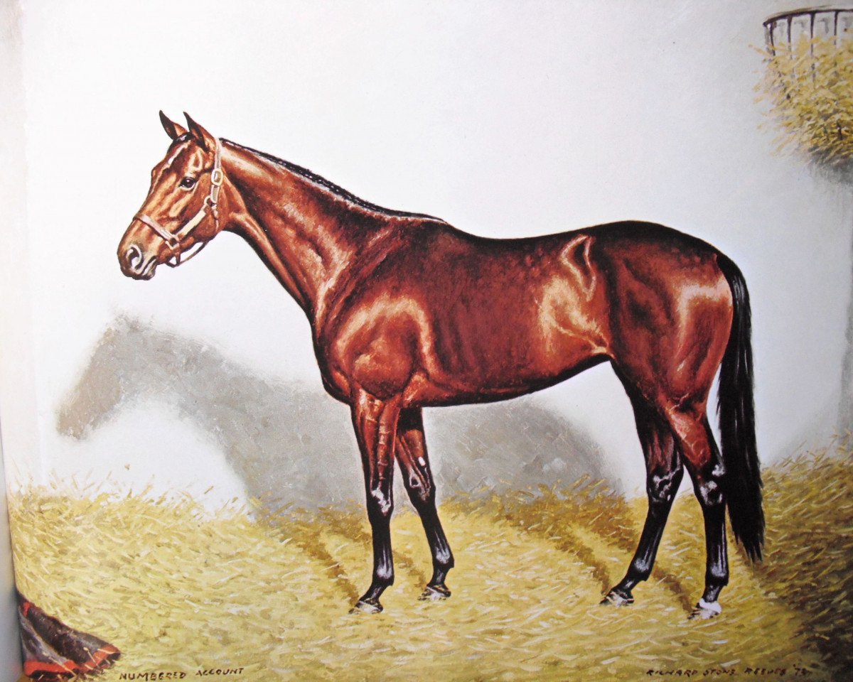 Zuchtstute Numbered Account xx (Englisches Vollblut, 1969, von Buckpasser xx)