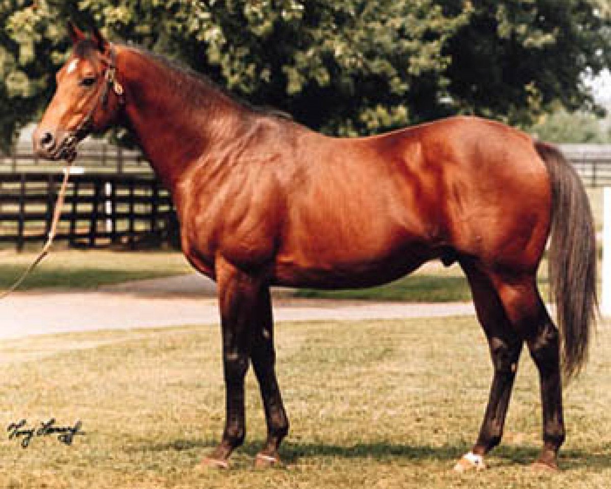 stallion Polish Numbers xx (Thoroughbred, 1987, from Danzig xx)