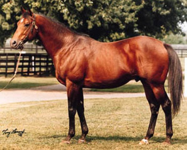 stallion Polish Numbers xx (Thoroughbred, 1987, from Danzig xx)