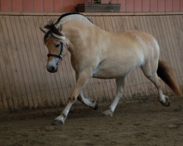 horse Jolien (Fjord Horse, 2012, from Mr. Tveiten N.2591)