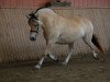 horse Jolien (Fjord Horse, 2012, from Mr. Tveiten N.2591)