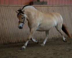 horse Jolien (Fjord Horse, 2012, from Mr. Tveiten N.2591)