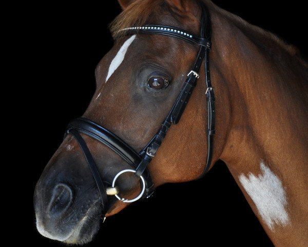 horse Monte Verdis' Son (German Riding Pony, 1998, from Monte Verdi)