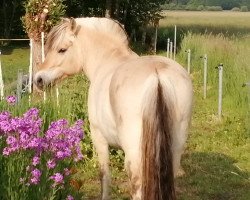 horse Igor (Fjord Horse, 2012, from Manus)