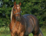 stallion Spook N Tari (Quarter Horse, 1999, from Grays Starlight)